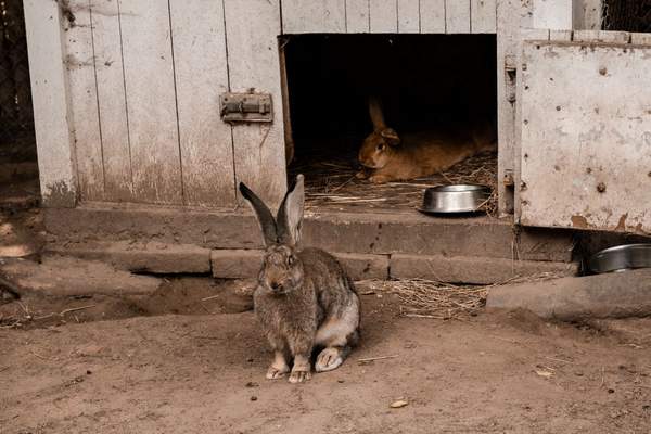 indoor vs outdoor rabbit hutch